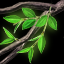 Branch of Tree of Life