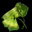 Butterbur