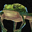 Mingming Prang Frog Hat (365 days)