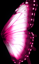 Pink Butterfly Wings