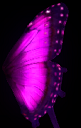 Lilac Butterfly Wings