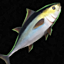 Aindel's Tuna Mace