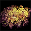 Ancient Moss