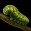 Peccha Bug