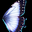 White Butterfly Wings