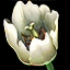 Marsh Lily