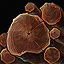 Elm Wood