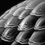 Giant Scale Hodger's Quill