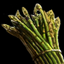 Asparagus