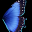 Blue Butterfly Wings
